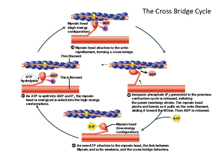 The Cross Bridge Cycle Myosin head (high-energy configuration) ADP Pi 1 Myosin head attaches