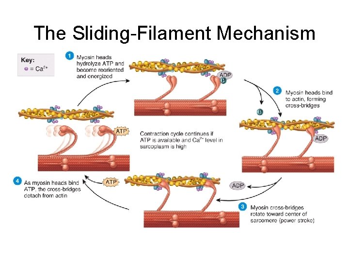 The Sliding-Filament Mechanism 