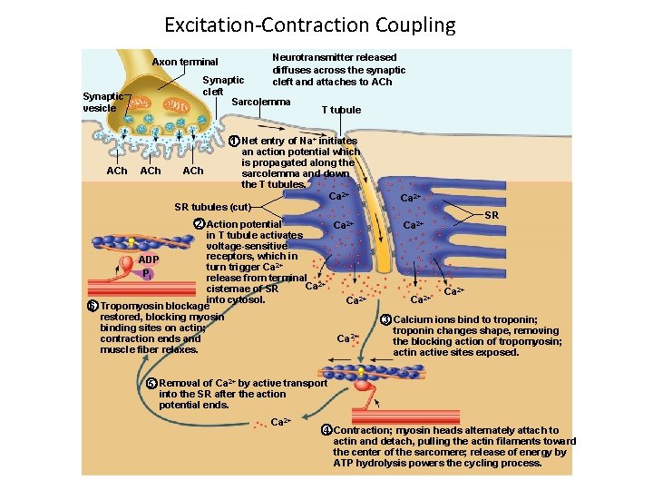 Excitation-Contraction Coupling Axon terminal Synaptic cleft Sarcolemma Synaptic vesicle ACh Neurotransmitter released diffuses across