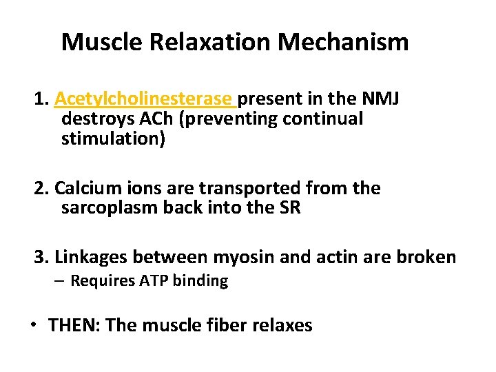 Muscle Relaxation Mechanism 1. Acetylcholinesterase present in the NMJ destroys ACh (preventing continual stimulation)
