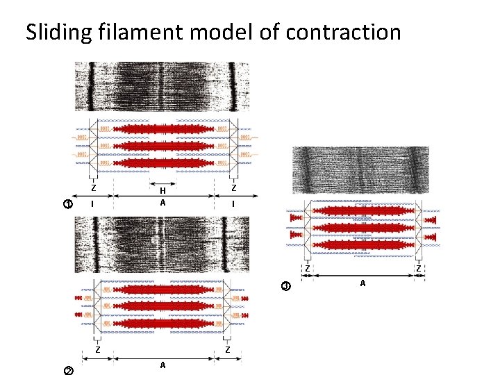 Sliding filament model of contraction Z 1 I Z H A I Z 3