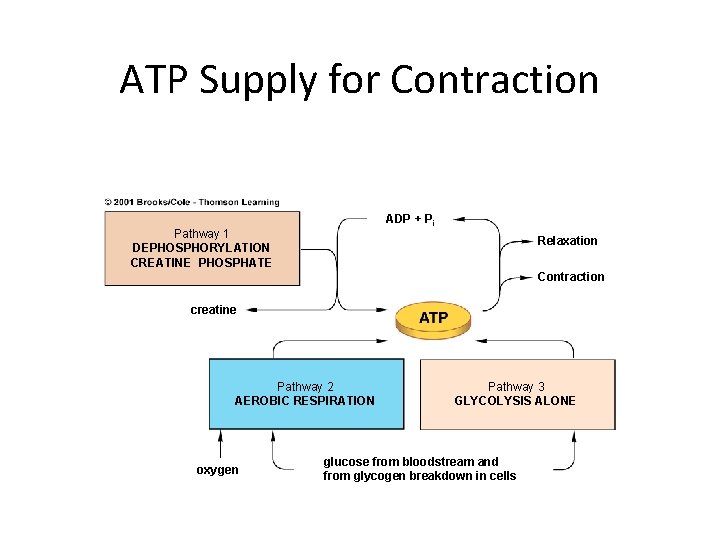 ATP Supply for Contraction ADP + Pi Pathway 1 DEPHOSPHORYLATION CREATINE PHOSPHATE Relaxation Contraction