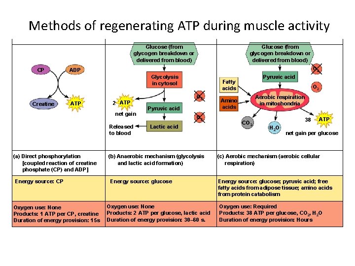 Methods of regenerating ATP during muscle activity Glucose (from glycogen breakdown or delivered from