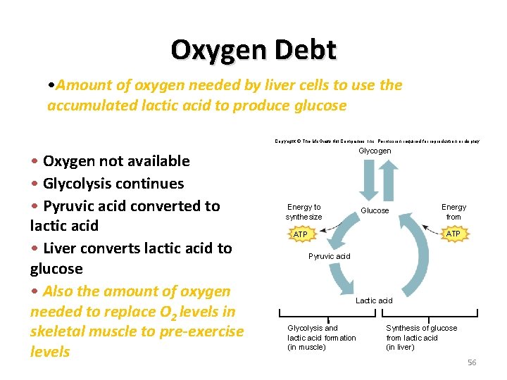 Oxygen Debt • Amount of oxygen needed by liver cells to use the accumulated