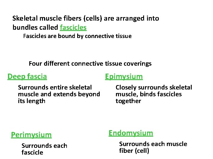 Skeletal muscle fibers (cells) are arranged into bundles called fascicles Fascicles are bound by
