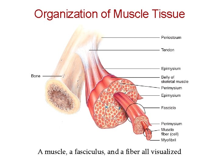 Organization of Muscle Tissue A muscle, a fasciculus, and a fiber all visualized 