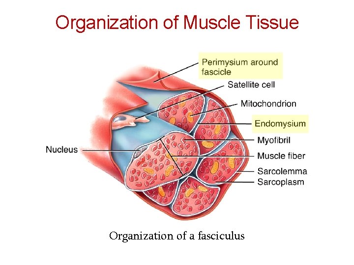 Organization of Muscle Tissue Organization of a fasciculus 