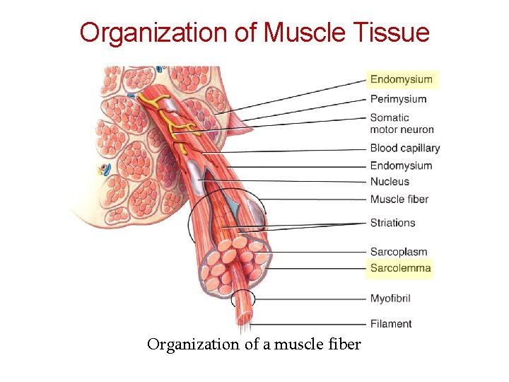 Organization of Muscle Tissue Organization of a muscle fiber 