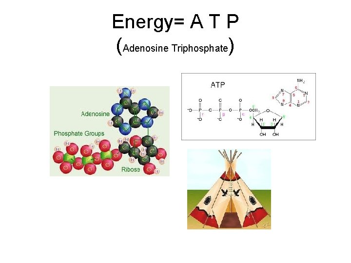Energy= A T P (Adenosine Triphosphate) 