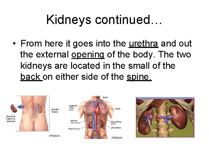 Kidneys continued… • From here it goes into the urethra and out the external