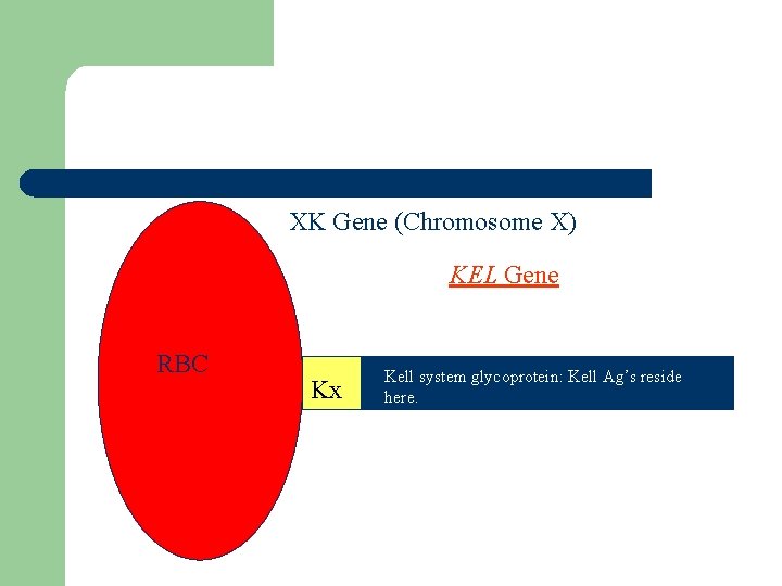 XK Gene (Chromosome X) KEL Gene RBC Kx Kell system glycoprotein: Kell Ag’s reside