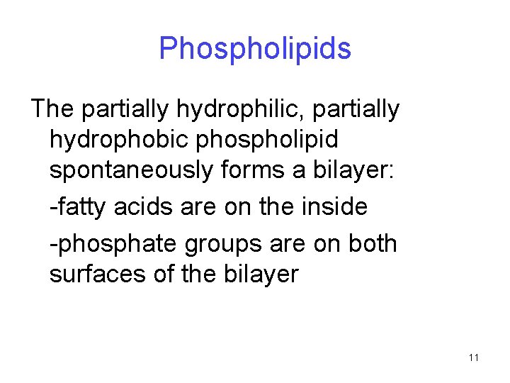 Phospholipids The partially hydrophilic, partially hydrophobic phospholipid spontaneously forms a bilayer: -fatty acids are