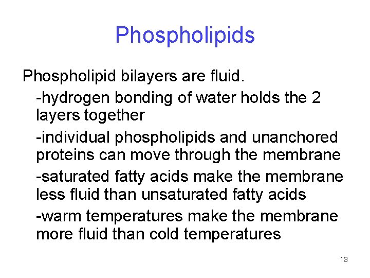 Phospholipids Phospholipid bilayers are fluid. -hydrogen bonding of water holds the 2 layers together