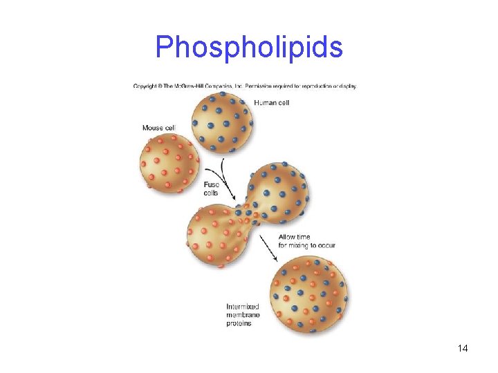 Phospholipids 14 