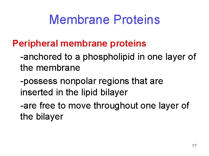 Membrane Proteins Peripheral membrane proteins -anchored to a phospholipid in one layer of the