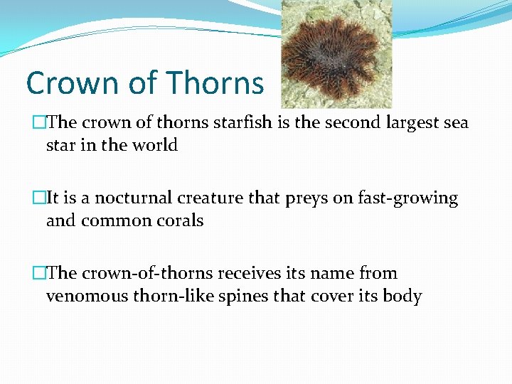Crown of Thorns �The crown of thorns starfish is the second largest sea star