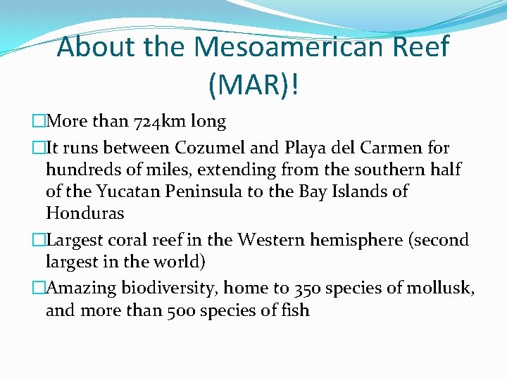 About the Mesoamerican Reef (MAR)! �More than 724 km long �It runs between Cozumel