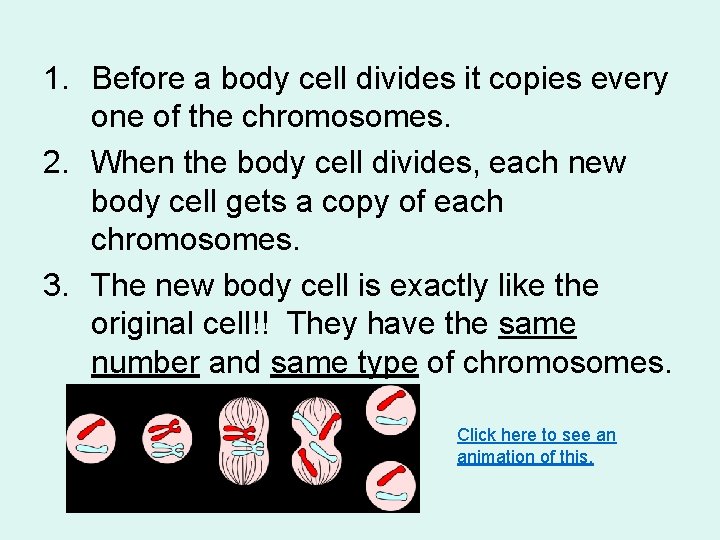 1. Before a body cell divides it copies every one of the chromosomes. 2.