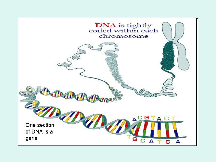 One section of DNA is a gene 