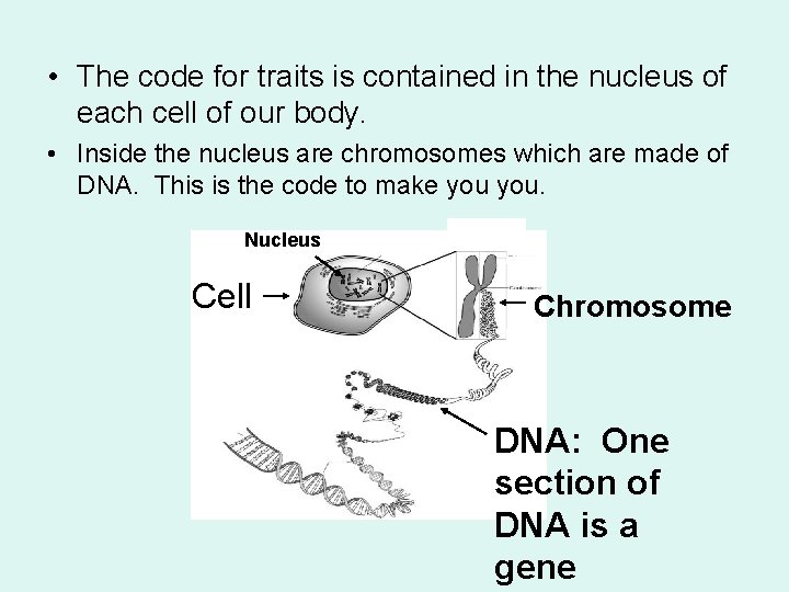  • The code for traits is contained in the nucleus of each cell