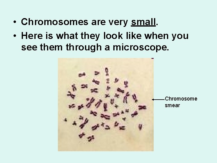  • Chromosomes are very small. • Here is what they look like when