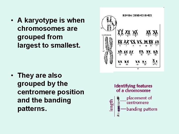  • A karyotype is when chromosomes are grouped from largest to smallest. •