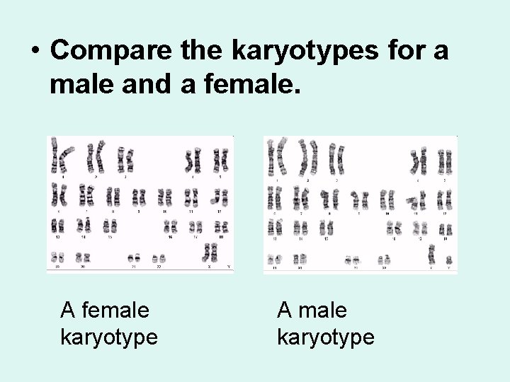  • Compare the karyotypes for a male and a female. A female karyotype