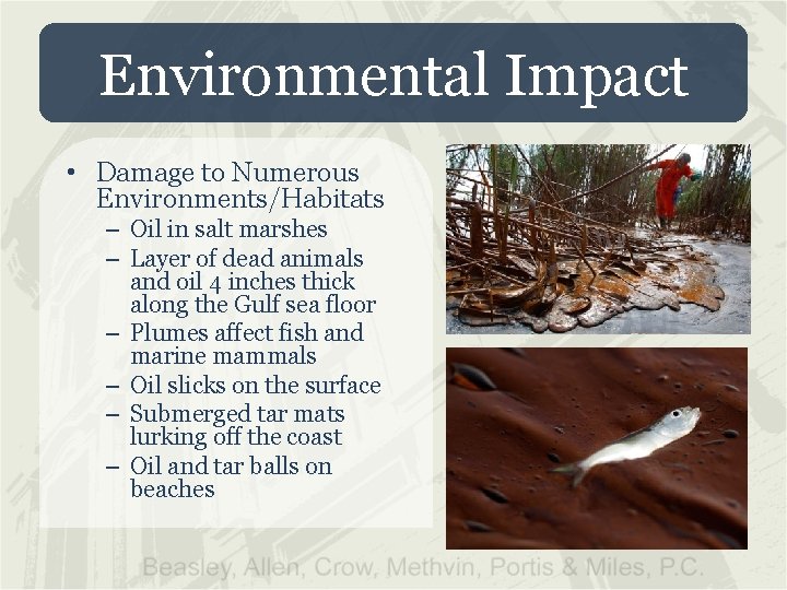 Environmental Impact • Damage to Numerous Environments/Habitats – Oil in salt marshes – Layer