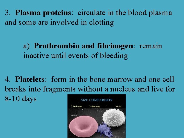 3. Plasma proteins: circulate in the blood plasma and some are involved in clotting