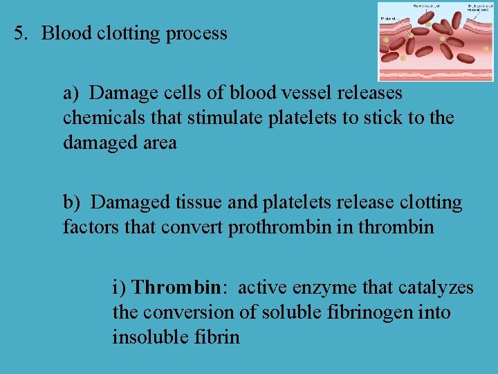 5. Blood clotting process a) Damage cells of blood vessel releases chemicals that stimulate