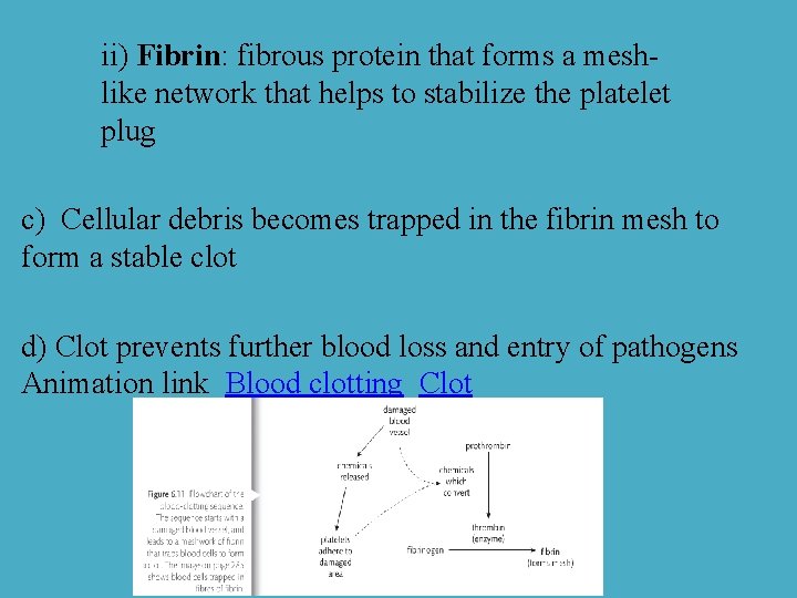 ii) Fibrin: fibrous protein that forms a meshlike network that helps to stabilize the