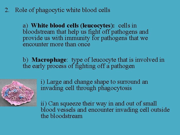 2. Role of phagocytic white blood cells a) White blood cells (leucocytes): cells in