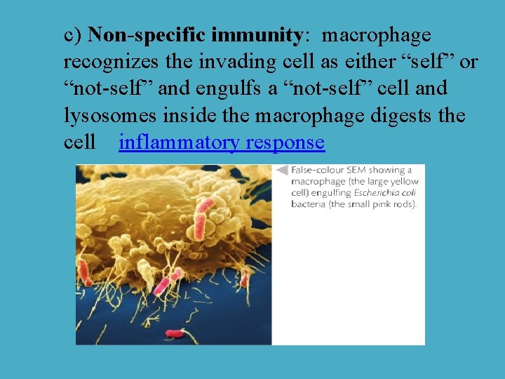 c) Non-specific immunity: macrophage recognizes the invading cell as either “self” or “not-self” and