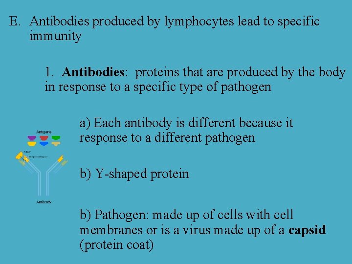 E. Antibodies produced by lymphocytes lead to specific immunity 1. Antibodies: proteins that are