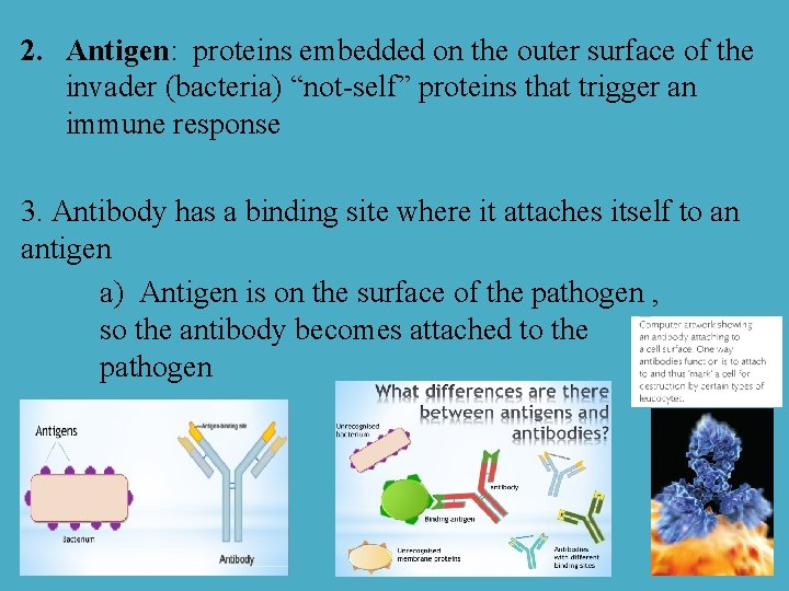 2. Antigen: proteins embedded on the outer surface of the invader (bacteria) “not-self” proteins