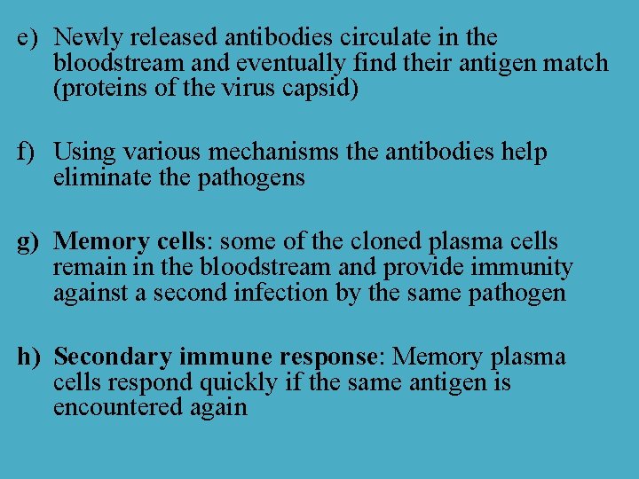 e) Newly released antibodies circulate in the bloodstream and eventually find their antigen match