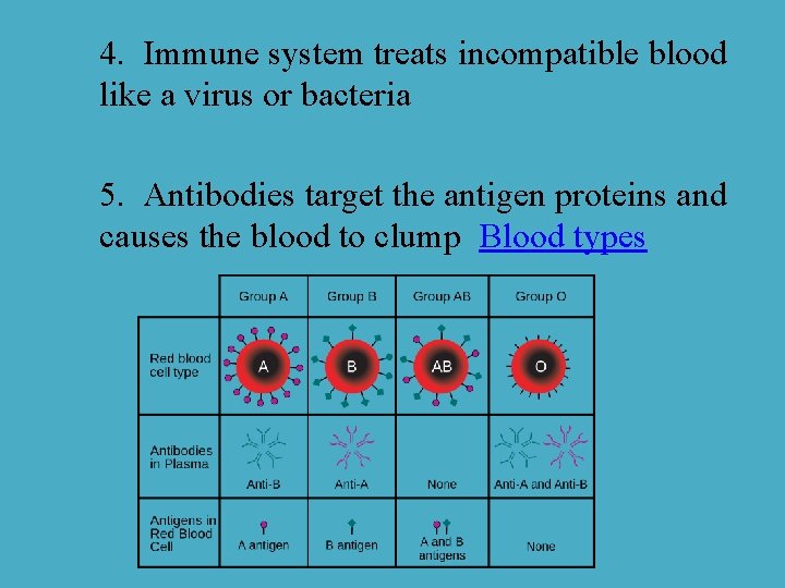 4. Immune system treats incompatible blood like a virus or bacteria 5. Antibodies target