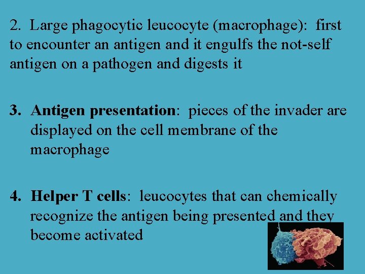 2. Large phagocytic leucocyte (macrophage): first to encounter an antigen and it engulfs the
