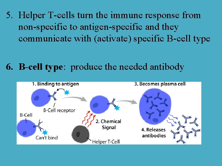 5. Helper T-cells turn the immune response from non-specific to antigen-specific and they communicate