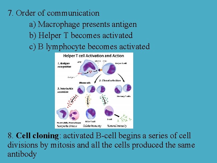 7. Order of communication a) Macrophage presents antigen b) Helper T becomes activated c)