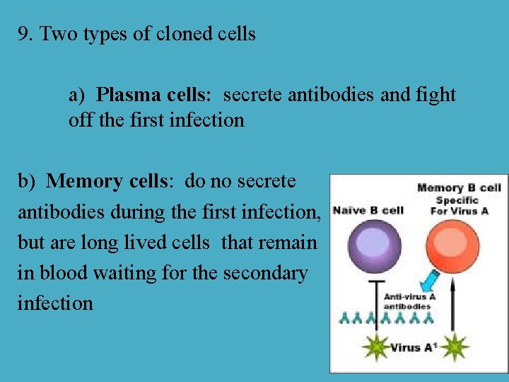 9. Two types of cloned cells a) Plasma cells: secrete antibodies and fight off