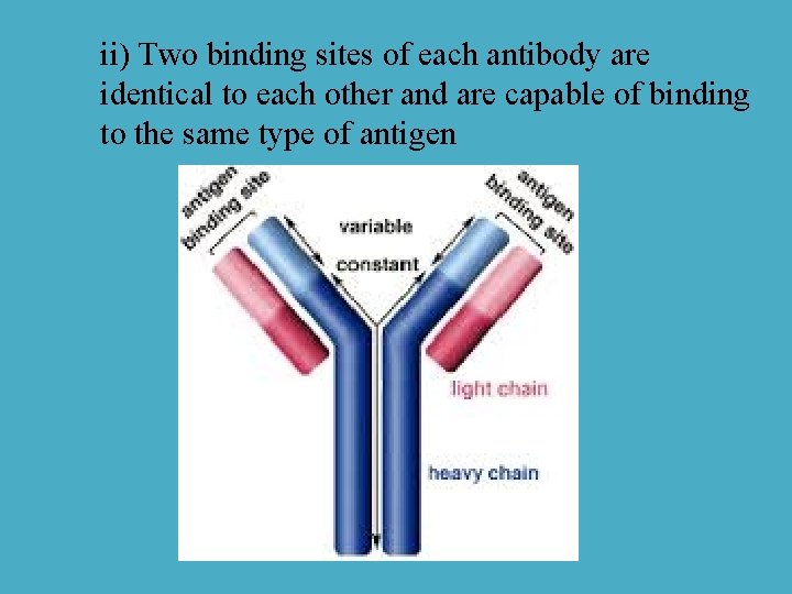 ii) Two binding sites of each antibody are identical to each other and are