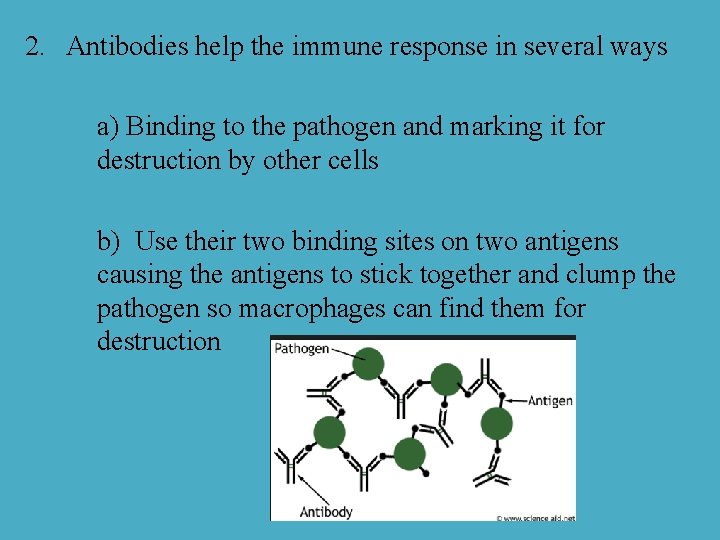 2. Antibodies help the immune response in several ways a) Binding to the pathogen