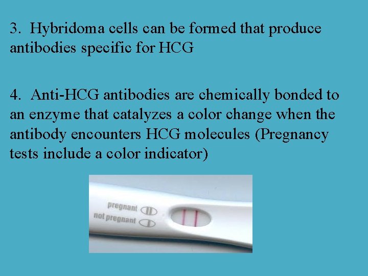 3. Hybridoma cells can be formed that produce antibodies specific for HCG 4. Anti-HCG