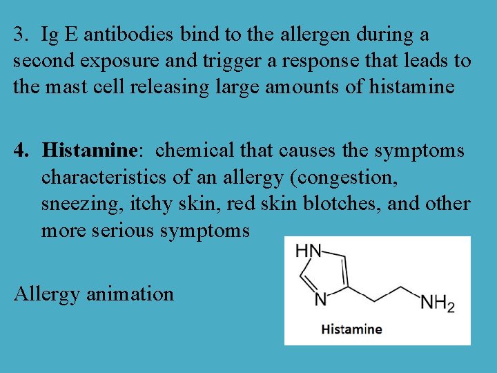 3. Ig E antibodies bind to the allergen during a second exposure and trigger