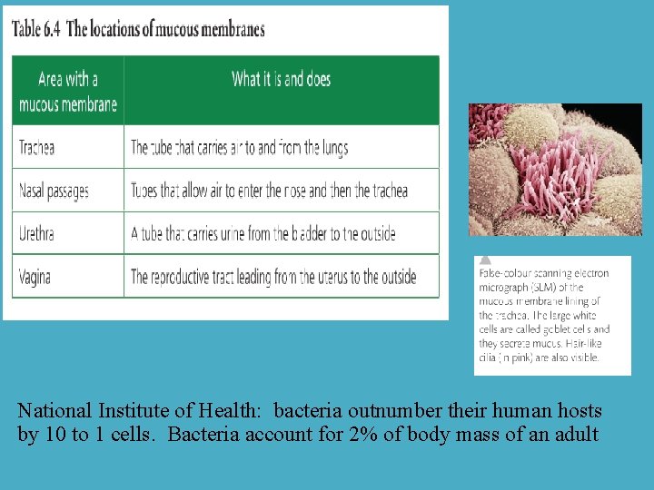 National Institute of Health: bacteria outnumber their human hosts by 10 to 1 cells.