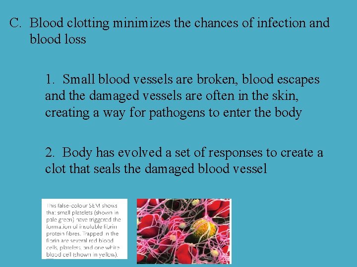 C. Blood clotting minimizes the chances of infection and blood loss 1. Small blood