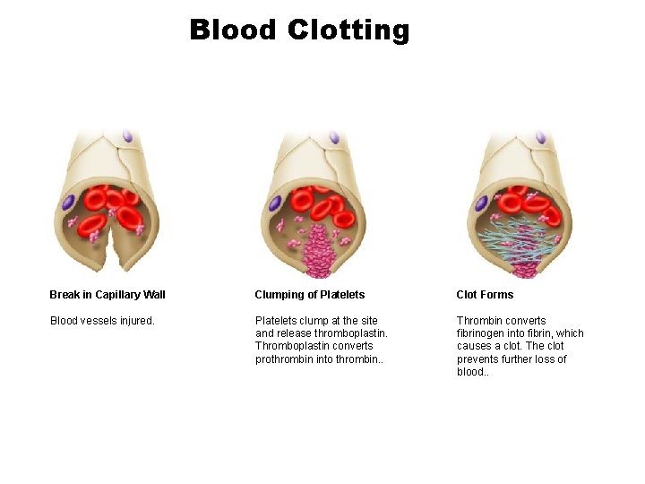 Blood Clotting Break in Capillary Wall Clumping of Platelets Clot Forms Blood vessels injured.