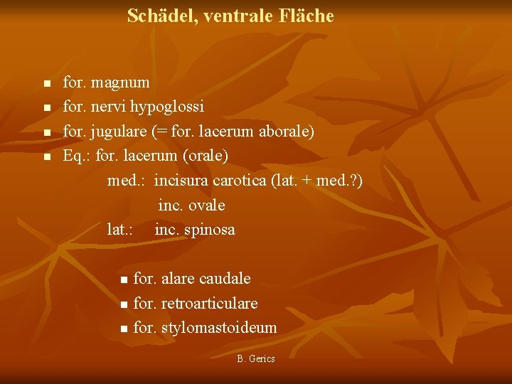 Schädel, ventrale Fläche n n for. magnum for. nervi hypoglossi for. jugulare (= for.