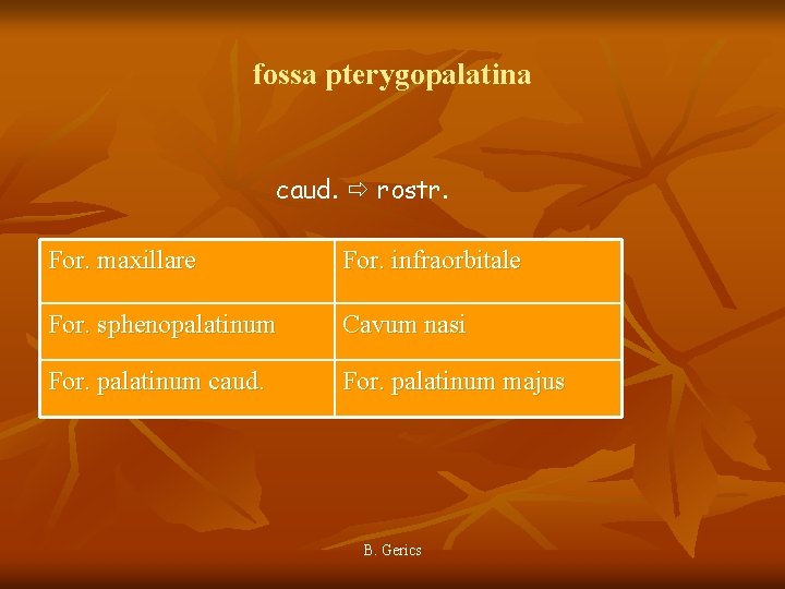 fossa pterygopalatina caud. rostr. For. maxillare For. infraorbitale For. sphenopalatinum Cavum nasi For. palatinum